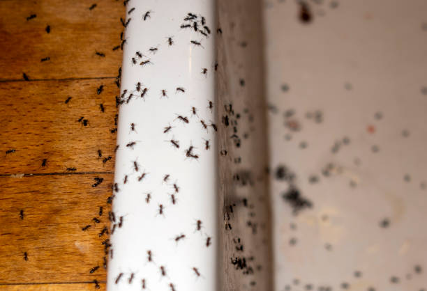 Best Spider Control Near Me  in Bethany, IL