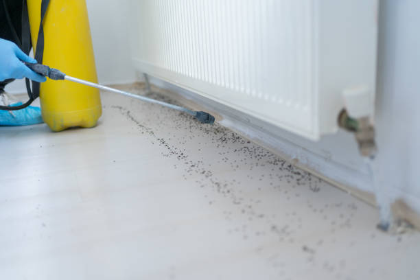 Best Insect Control  in Bethany, IL