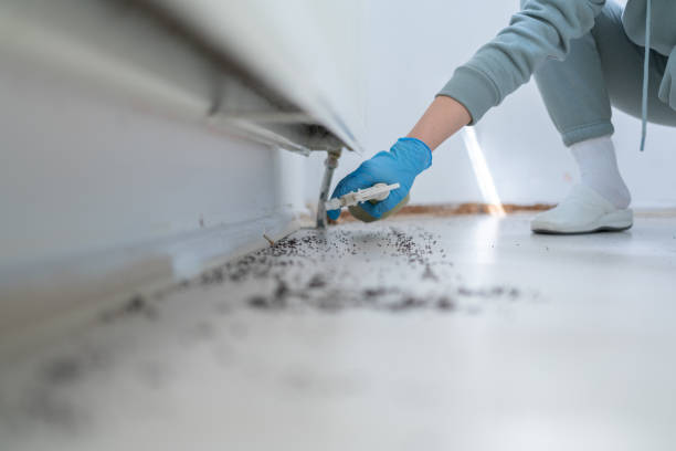 Best Wasp Removal Services  in Bethany, IL